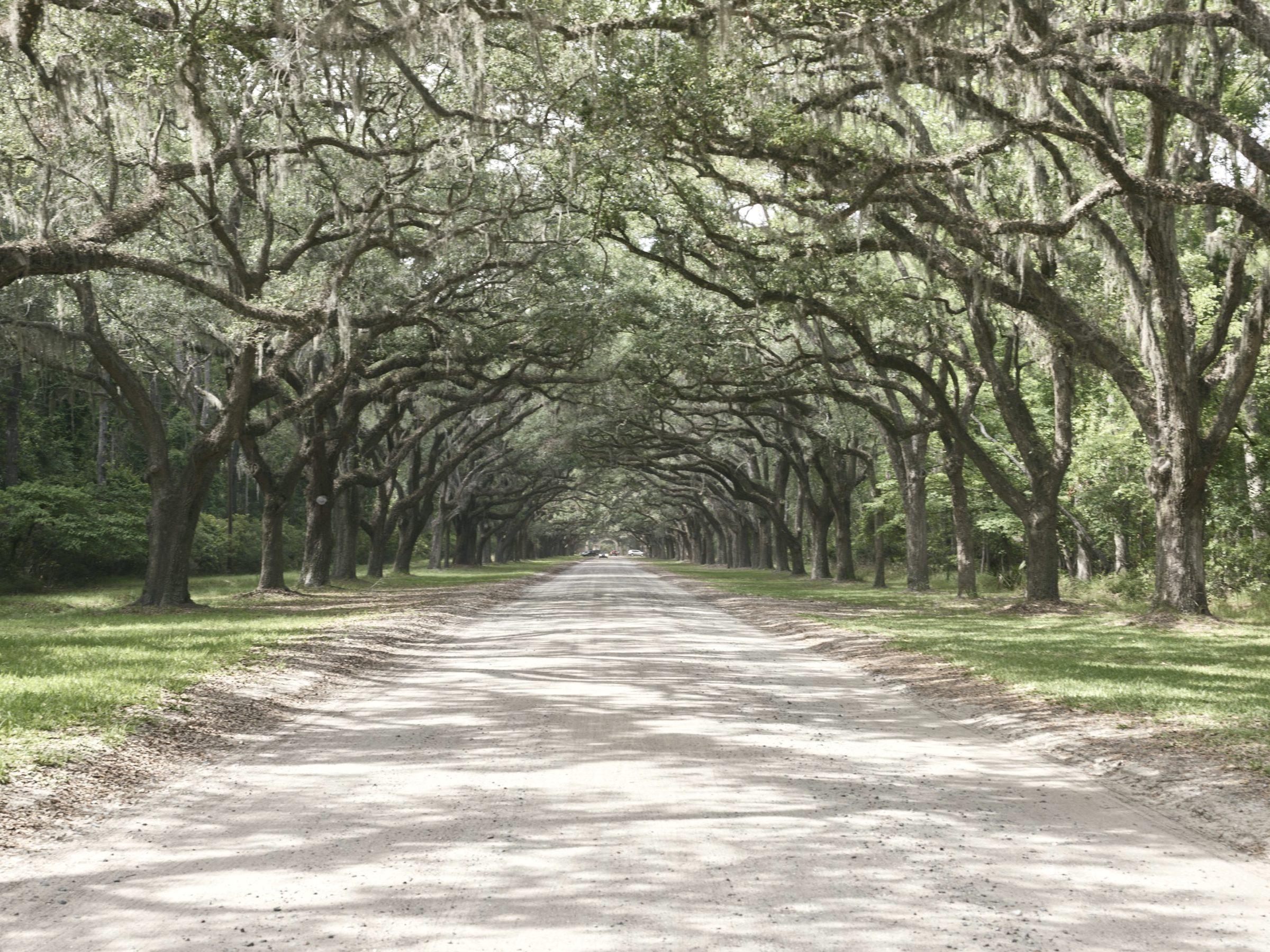 An avenue of live oaks hung with Spanish moss closing over a quiet road in coastal Georgia.