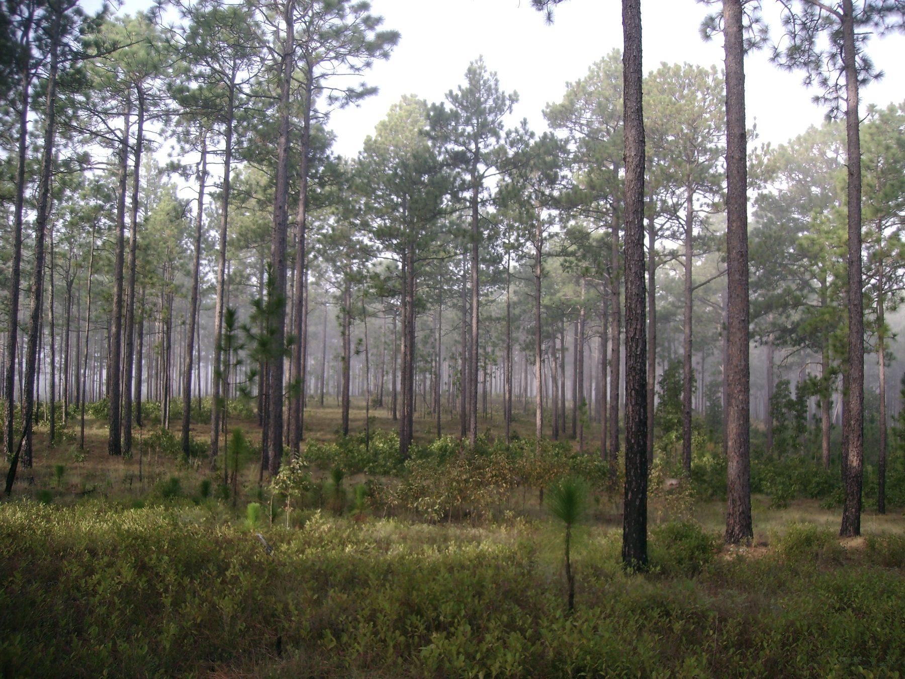 Longleaf pine standing in morning mist above low scrub and young growth.