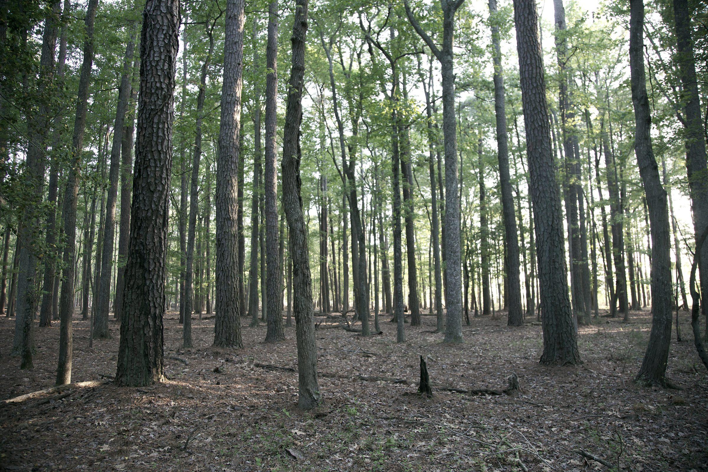 Mature pine and hardwood in a managed stand, straight trunks running back over an open forest floor.