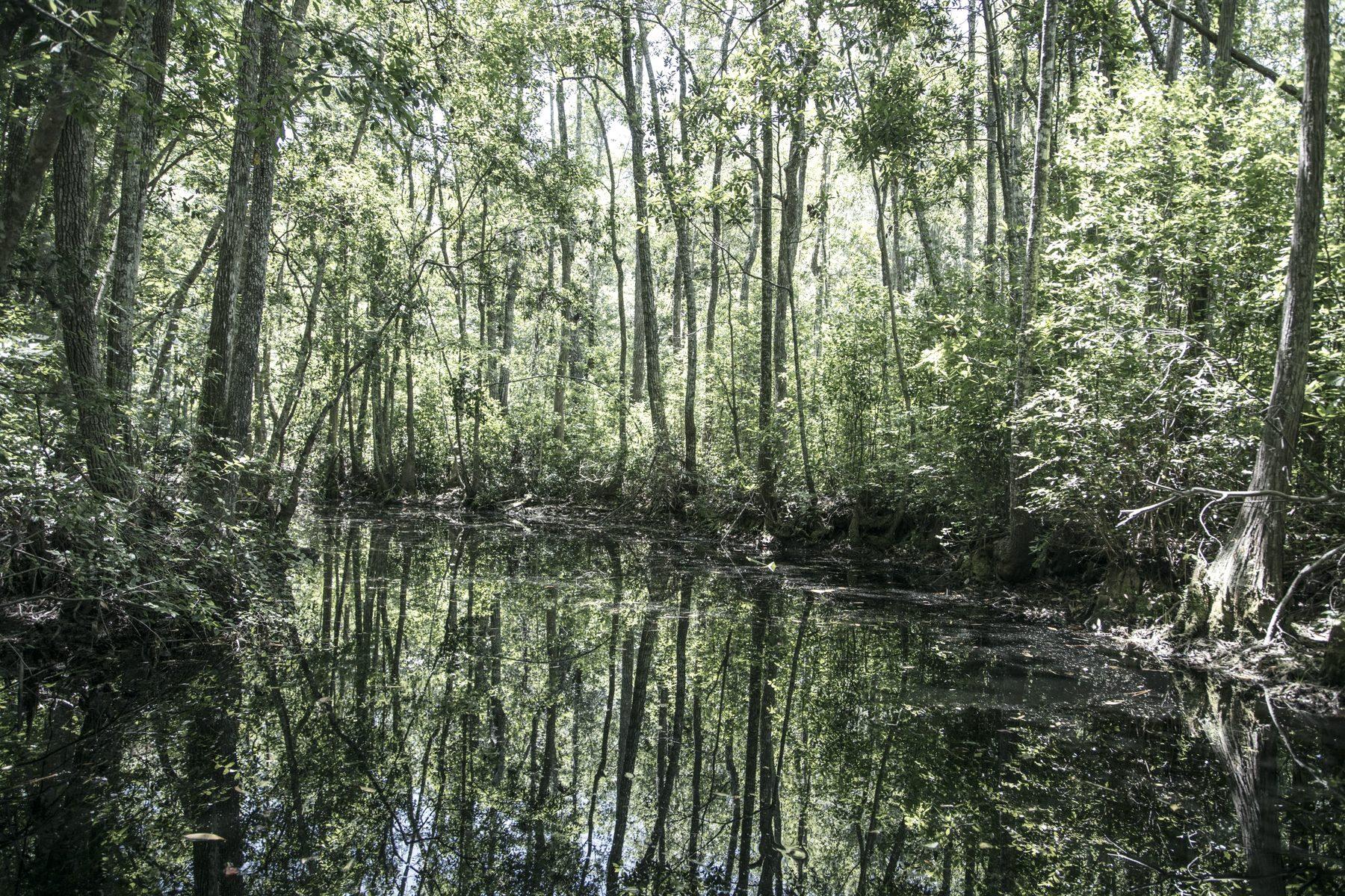 Still water under swamp timber, the trees repeated exactly in the reflection.